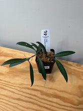 Load image into Gallery viewer, 164. Hoya Kentiana Variegated (reverted)