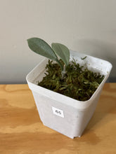 Load image into Gallery viewer, 65. Hoya Carnosa Wilbur Graves Silver
