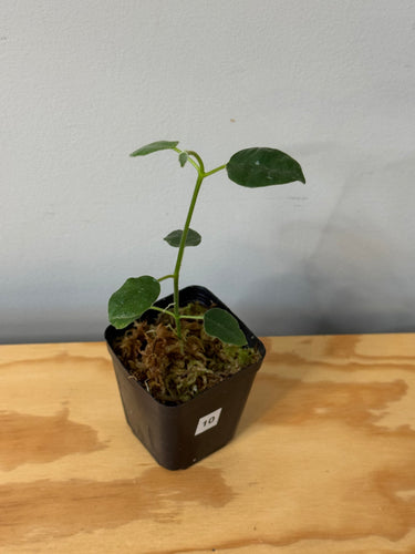 10. Hoya Lauterbachii
