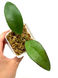 Hoya Kloppenburgii