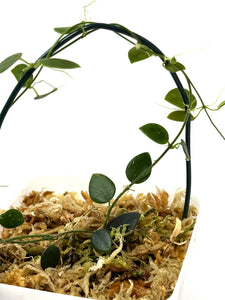 Hoya Pulleana (IM02)