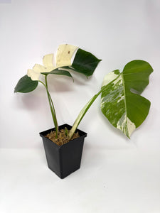 Monstera Deliciosa Albo Variegated C