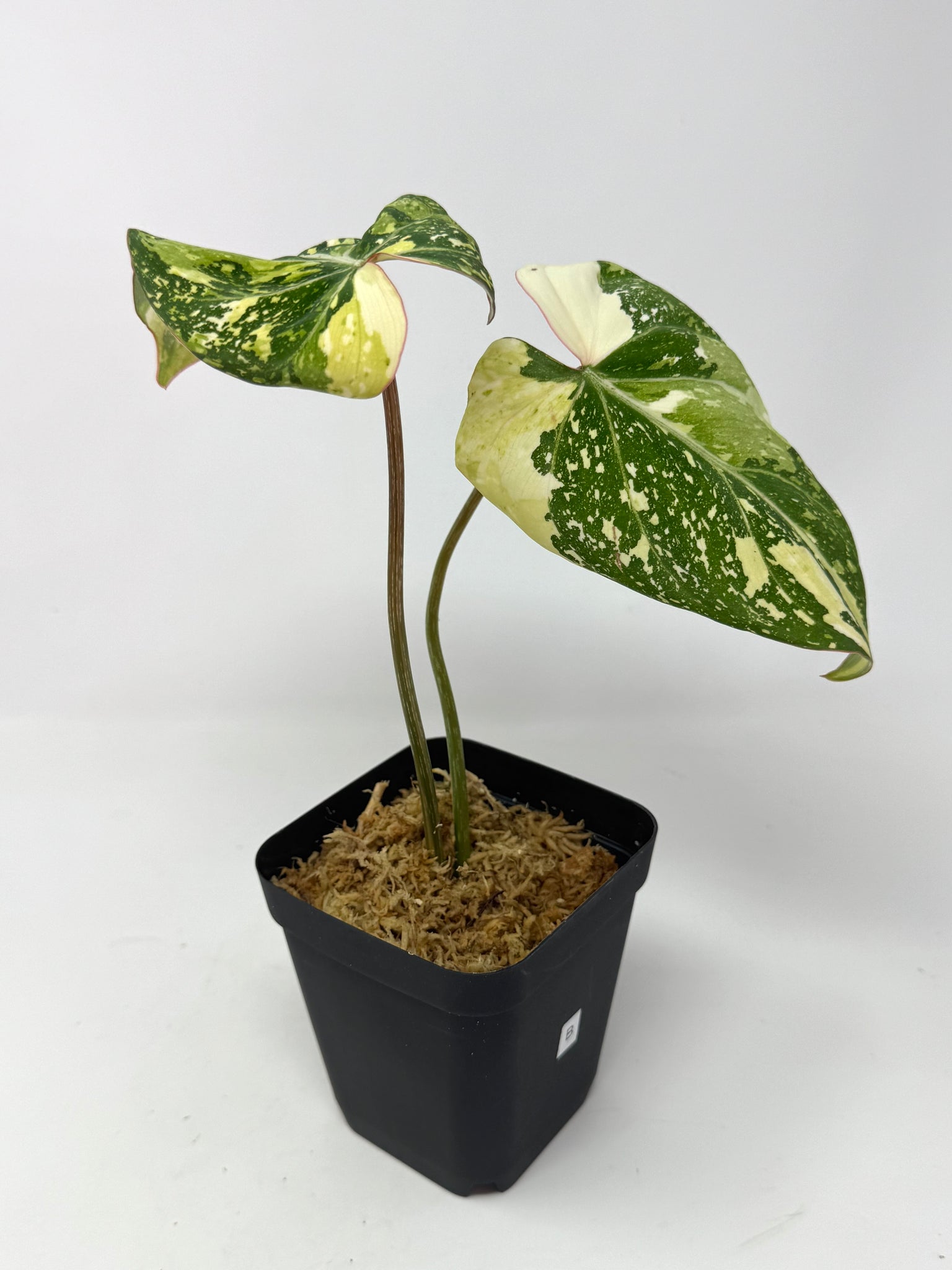 Philodendron Gloriosum Variegated B – Planthaven Toronto