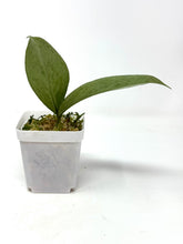 Load image into Gallery viewer, Hoya Pubicalyx Pink Silver Ghost E