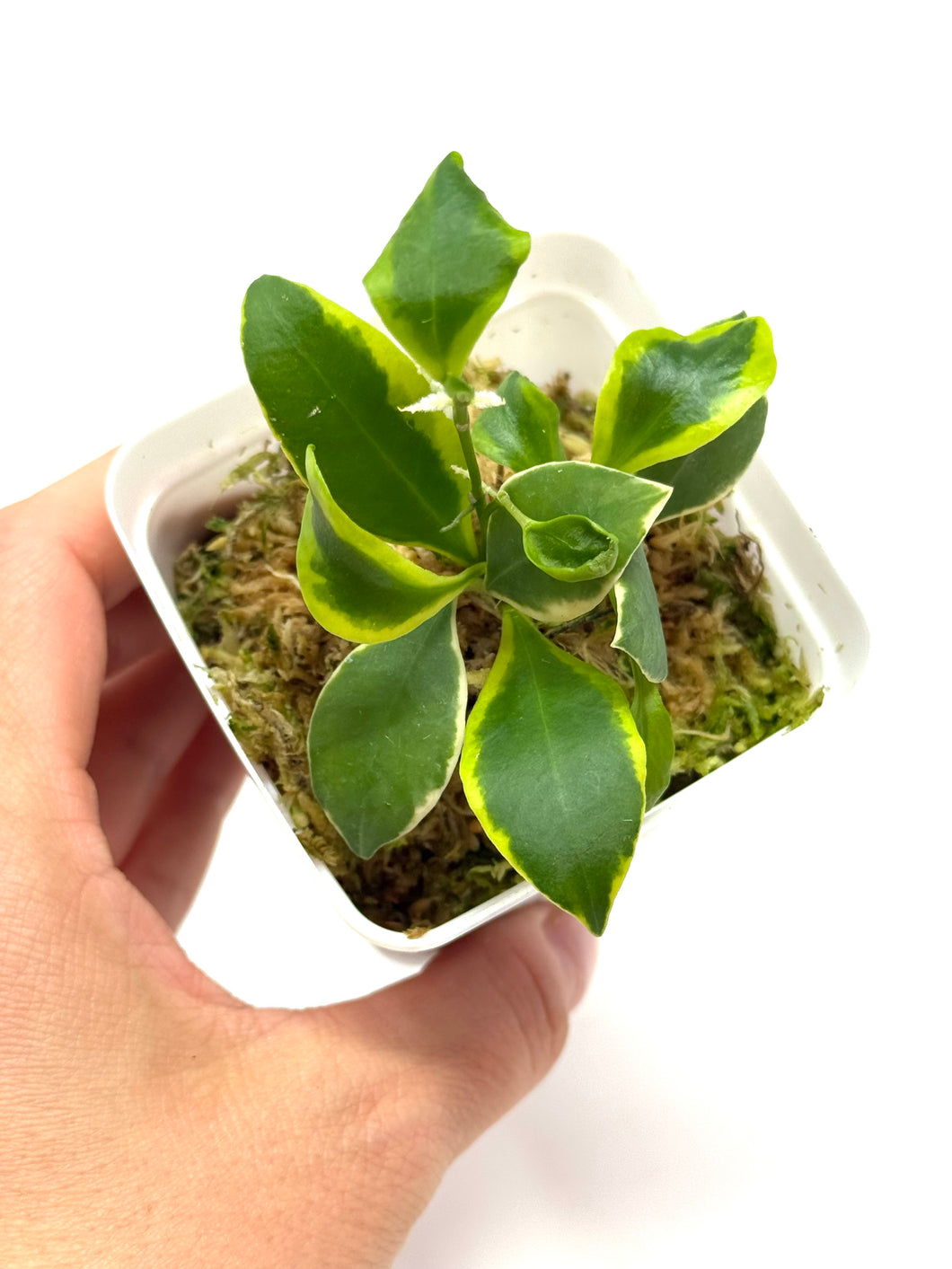 Hoya Heuschkeliana Margin Variegated