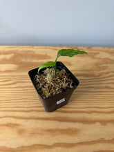 Load image into Gallery viewer, 154. Monstera Obliqua