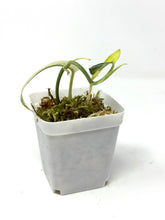 Load image into Gallery viewer, Scindapsus Mayari Variegated E