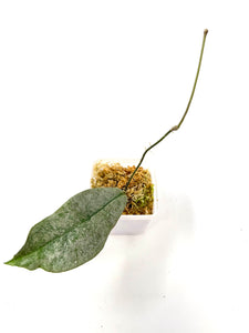 Hoya Mitrata Silver A