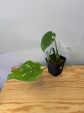 Load image into Gallery viewer, 115. Monstera Thai Constellation