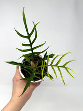 Load image into Gallery viewer, Philodendron Tortum 4”