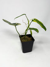 Load image into Gallery viewer, Philodendron Bipennifolium Violin Variegated F