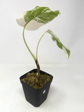 Load image into Gallery viewer, Monstera Deliciosa Albo Variegated D