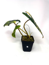 Load image into Gallery viewer, Philodendron Billietiae Variegated C