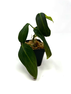 Philodendron Gigas