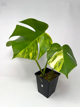 Load image into Gallery viewer, Monstera Deliciosa Aurea Variegated B