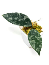 Load image into Gallery viewer, Hoya Caudata Silver