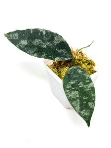 Hoya Caudata Silver