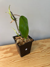 Load image into Gallery viewer, 238. Philodendron Mayoi