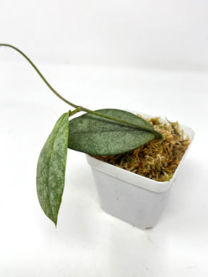 Hoya Mitrata Silver B