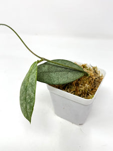 Hoya Mitrata Silver B