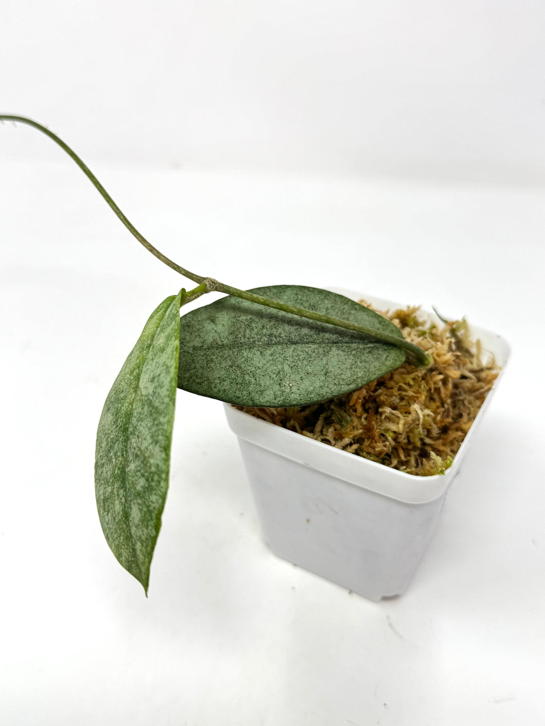 Hoya Mitrata Silver B
