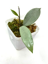 Load image into Gallery viewer, Hoya Wilbur Graves Silver E