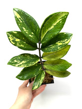 Load image into Gallery viewer, Zamioculcas Zamiifolia Variegated “ZZ” E