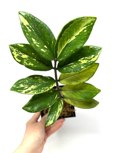 Zamioculcas Zamiifolia Variegated “ZZ” E