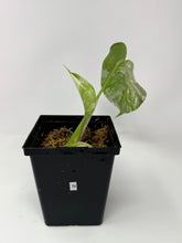 Load image into Gallery viewer, Monstera Deliciosa Albo Variegated N