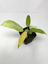 Load image into Gallery viewer, Philodendron Whipple Way A