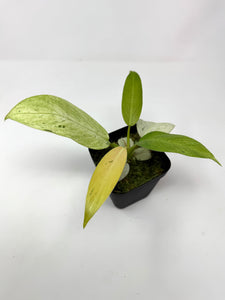 Philodendron Whipple Way A
