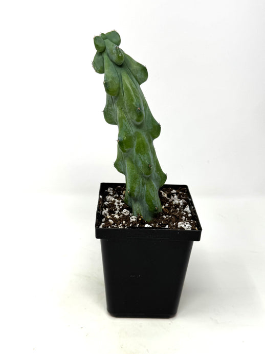 Myrtillocactus Geometrizans Fukurokuryuzinboku 'Boobie Cactus' - Ships within Canada only