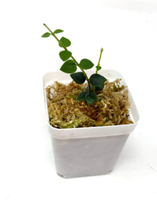 Hoya Chinghungensis