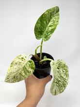 Load image into Gallery viewer, Philodendron Giganteum Blizzard