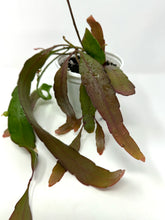 Load image into Gallery viewer, Pseudorhipsalis Ramulosa (Ships within Canada only)