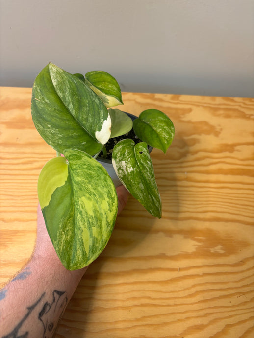185. Scindapsus Jade Satin Variegated