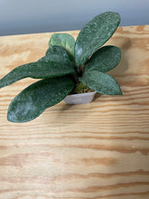 Load image into Gallery viewer, 180. Hoya Argentea Princess (reverted)