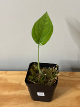 Load image into Gallery viewer, 108. Amydrium Medium