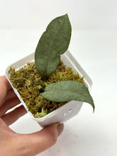 Load image into Gallery viewer, Hoya Mitrata Silver B