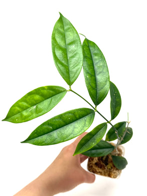 Hoya Cystiantha