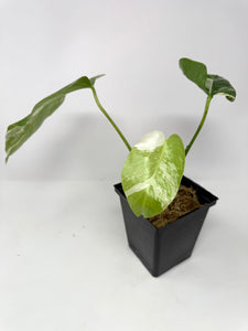 Monstera Deliciosa Albo Variegated J