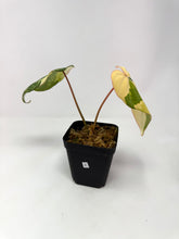 Load image into Gallery viewer, Philodendron Gloriosum Variegated A
