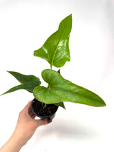 Load image into Gallery viewer, Anthurium Corong x Villenaorum