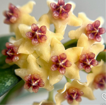 Load image into Gallery viewer, Hoya Pandurata Silver C