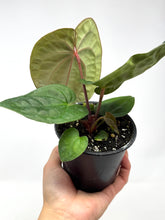 Load image into Gallery viewer, Anthurium Luxurians Dark Form