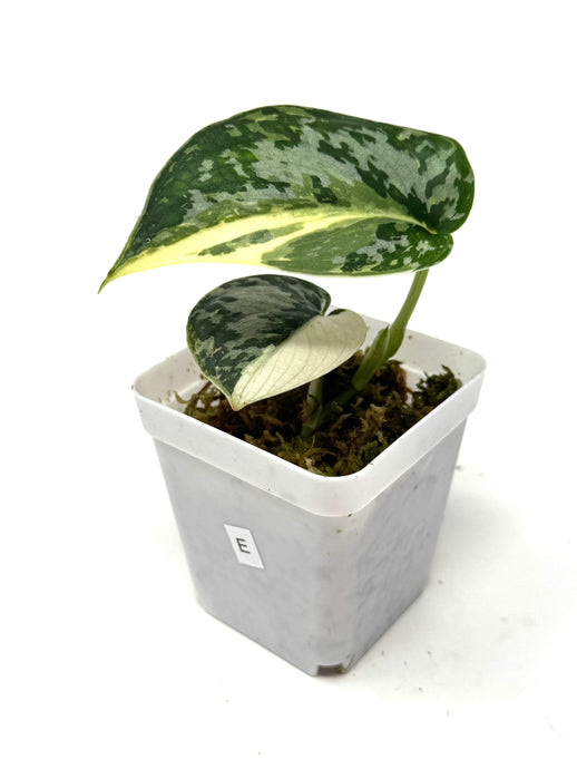 Scindapsus Mayari Variegated E