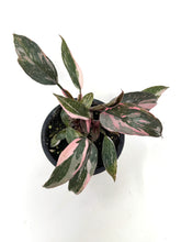 Load image into Gallery viewer, Philodendron Pink Princess (High Variegation)