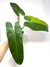 Load image into Gallery viewer, Philodendron Buono (Large)