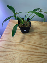 Load image into Gallery viewer, 31. Philodendron 69686