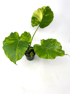 Alocasia Odora Aurea Variegated